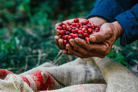 Von der Kaffepflanze zum Kaffee: Der Produktionsprozess in 6 Schritten erklärt